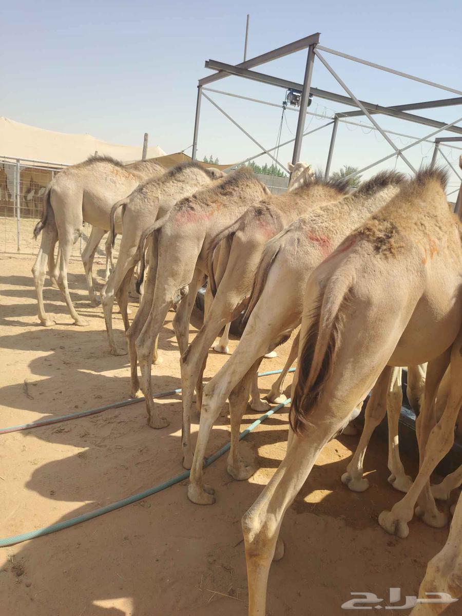 Excellent batch of one-month-raised clean Somali Qa'dan with guaranteed quality64505273524610114