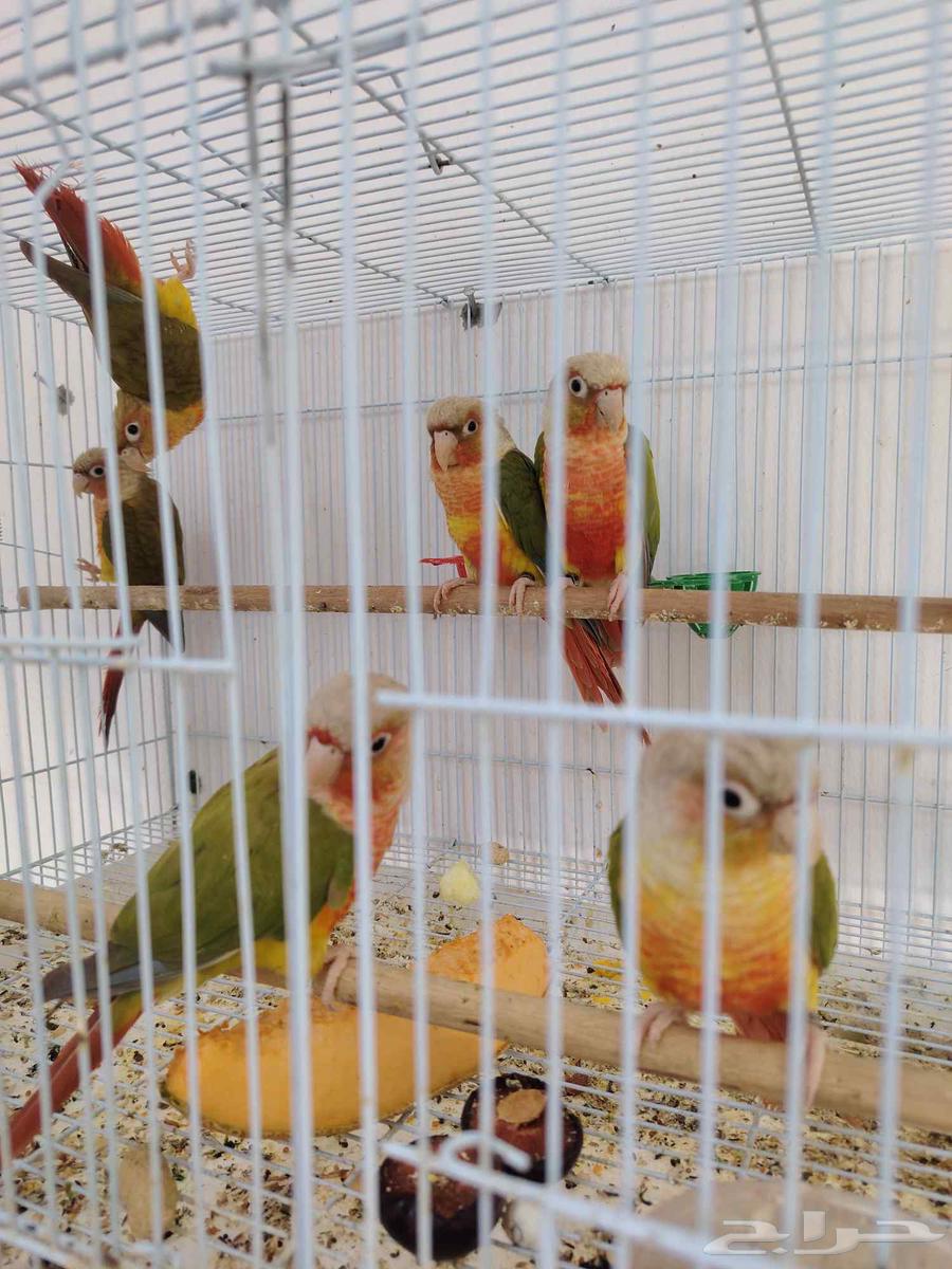 كونيورتم البيع64497221090818111