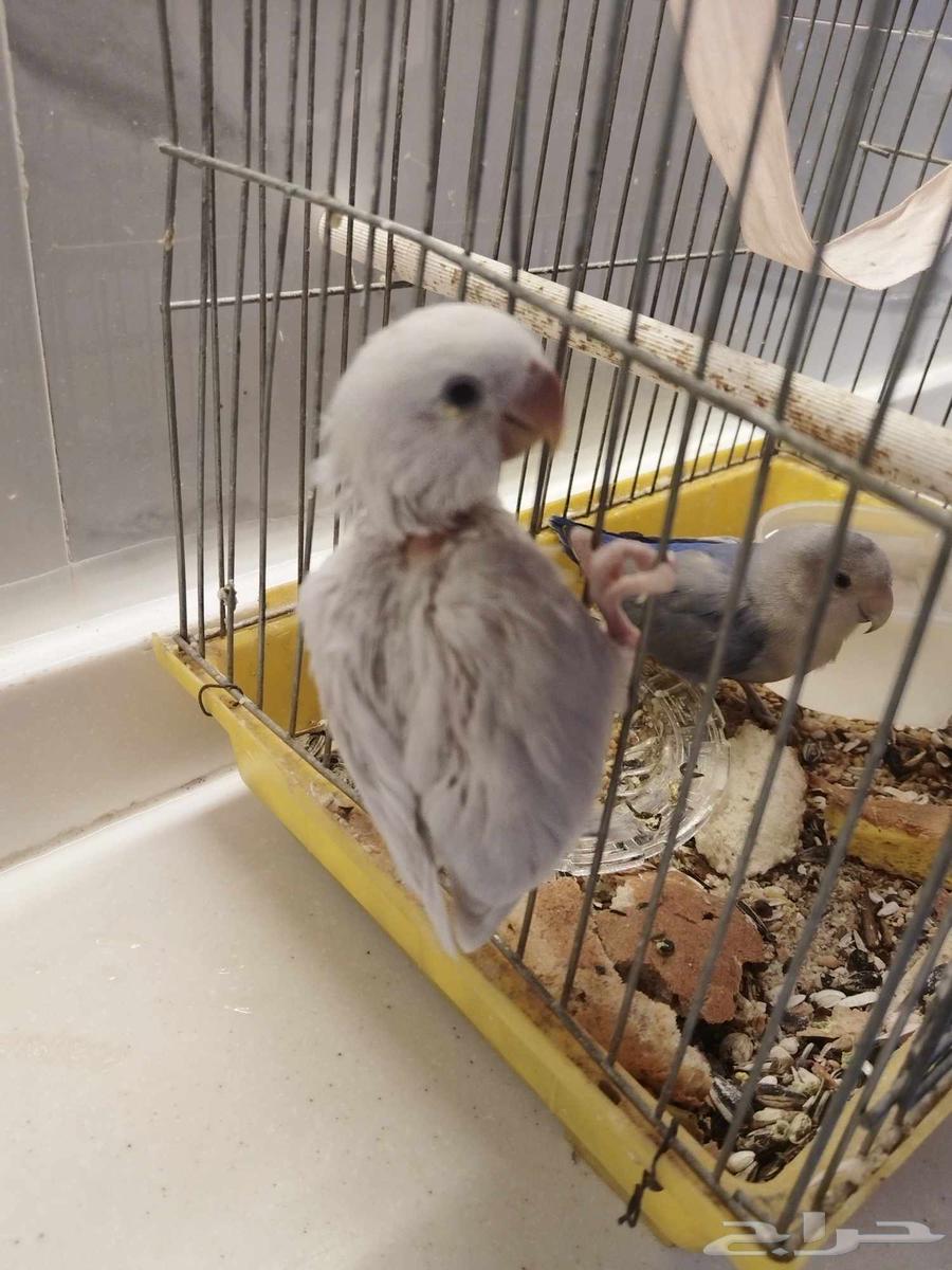 3 فروخ روز للبيع تم البيع64447256488193113