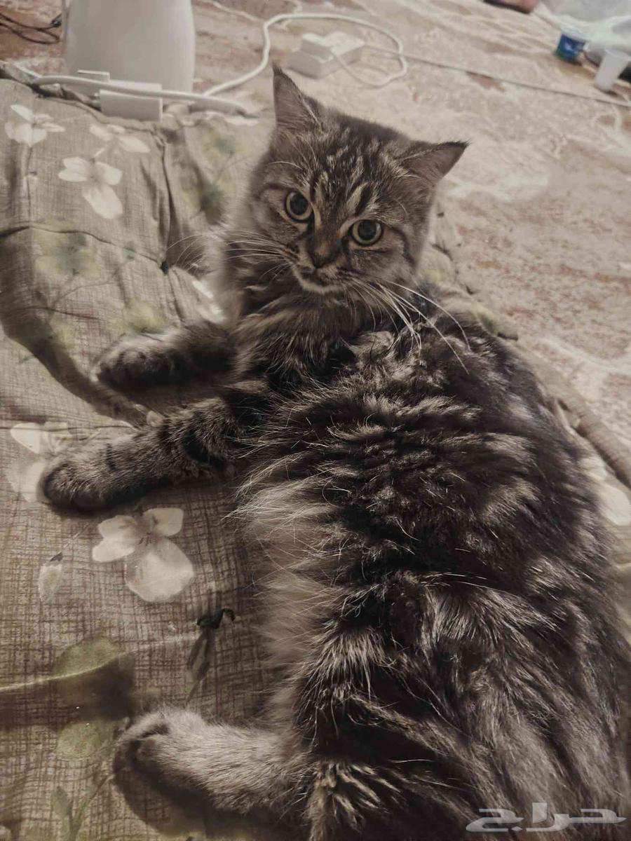 بسه للبيع بسعر مناسب64510478941698111