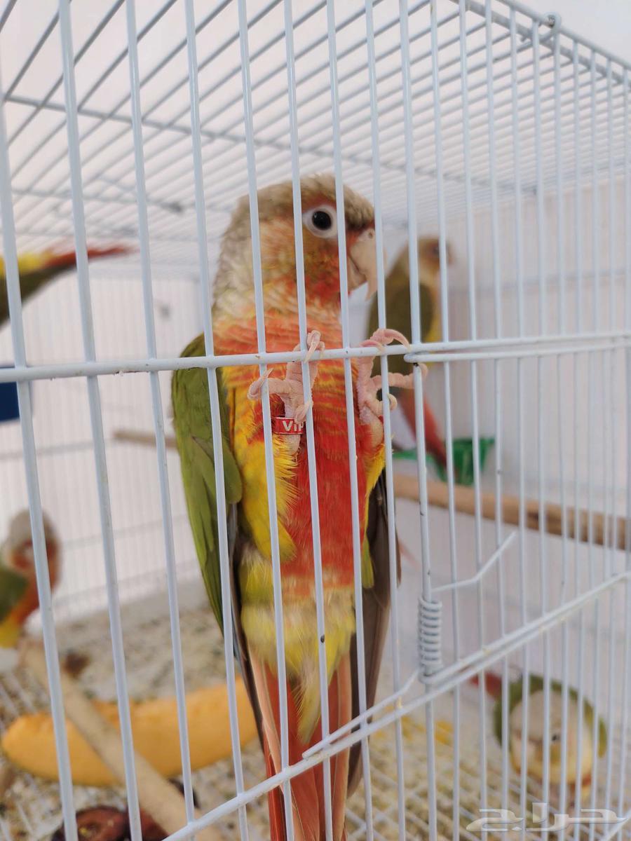 كونيورتم البيع64497221090818110