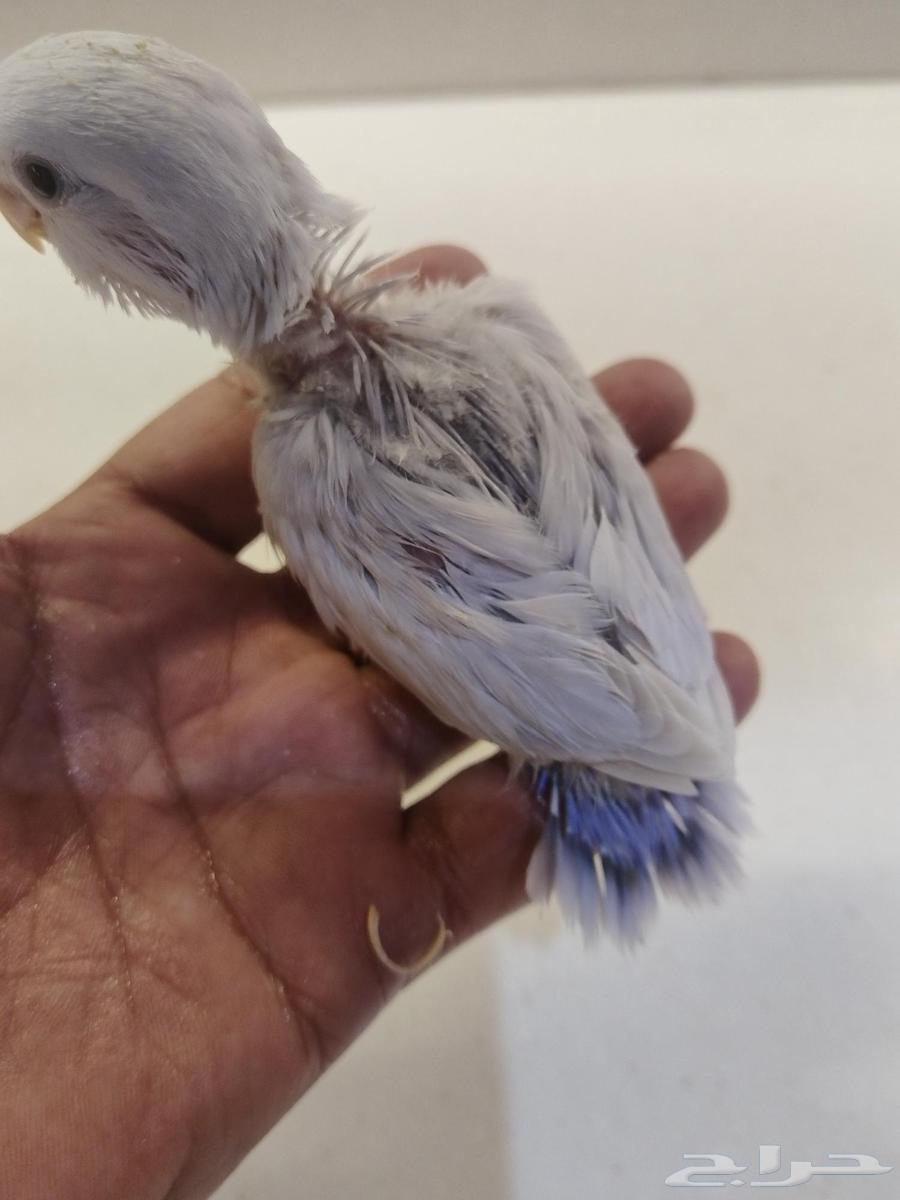 3 فروخ روز للبيع تم البيع64447256488193111