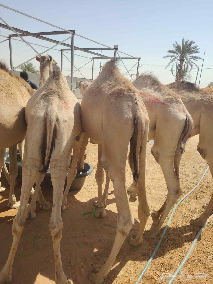 Excellent batch of one-month-raised clean Somali Qa'dan with guaranteed quality64505273524610113