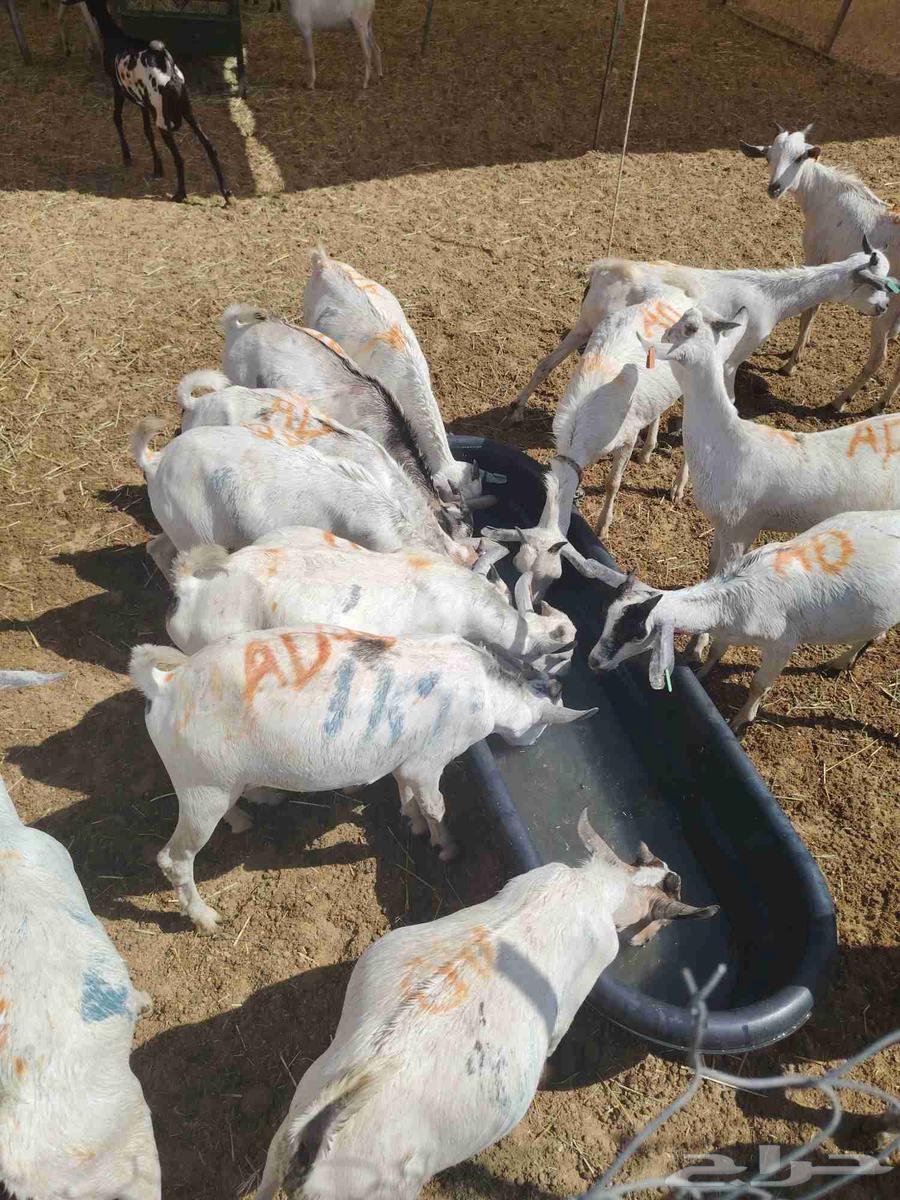 متوفر تيوس جذعان وسواكن ونعيمي للي يدور للتلاجة والجملة64508579516546111