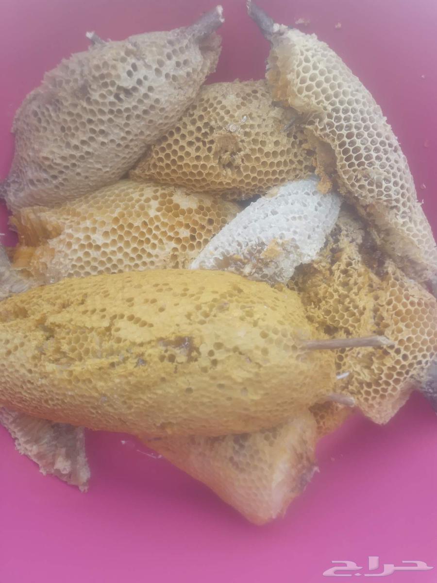 عسل بري جبلي ممتاز درجه اولى قطف اليوم64505203759491111
