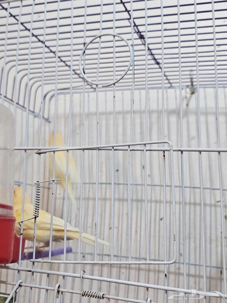 ببغاء وعصافير للبيع64506956334594114