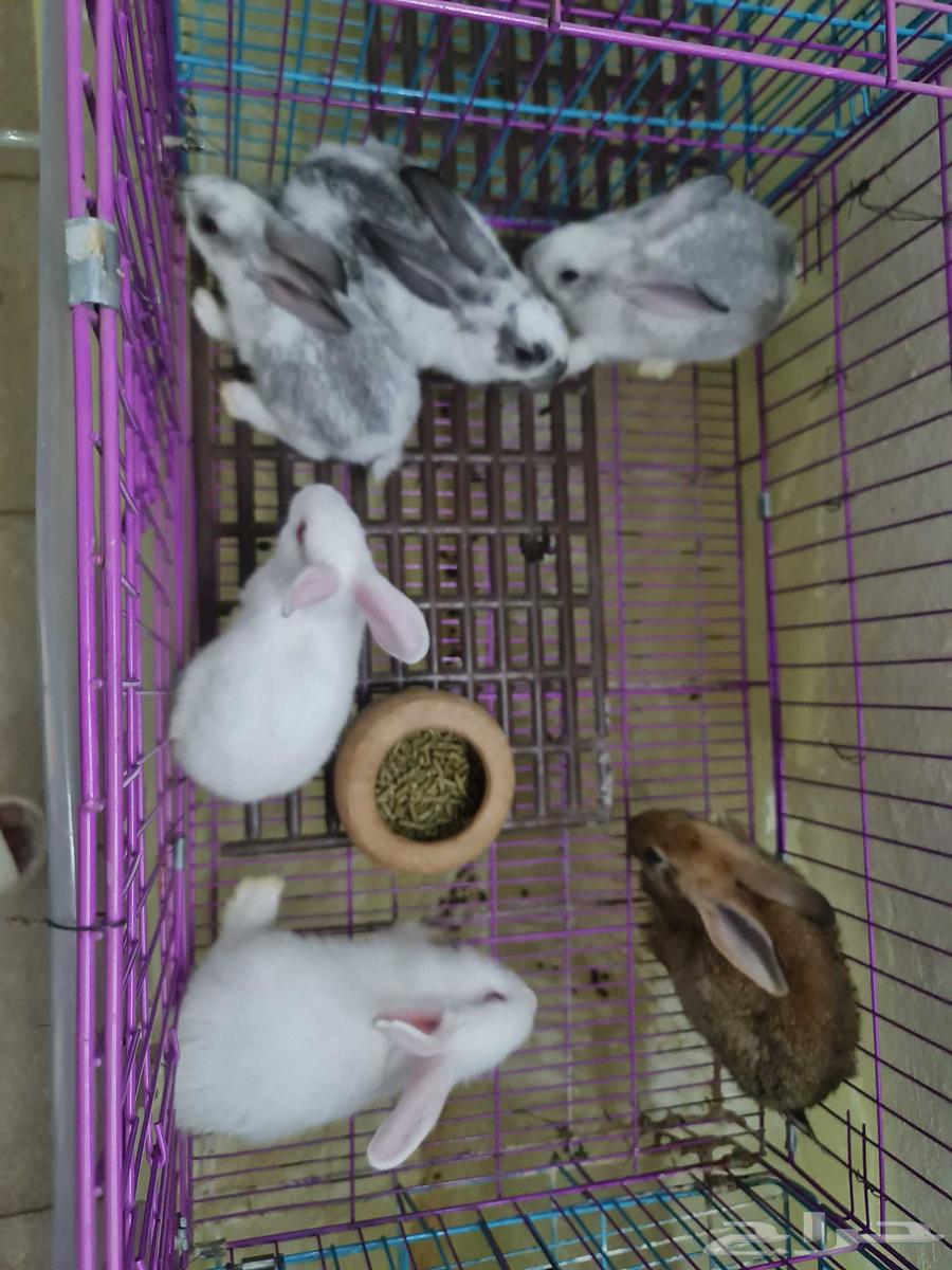 ارانب للبيع موجود 35 حبه سعر الحبه 15ريال64507866102019110