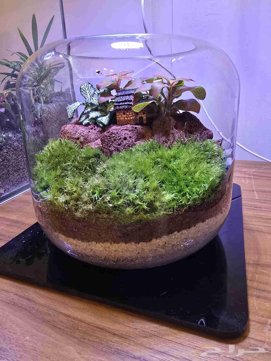 فازات التيرايوم حديقة مصغرة داخل منزلك64507921793793111