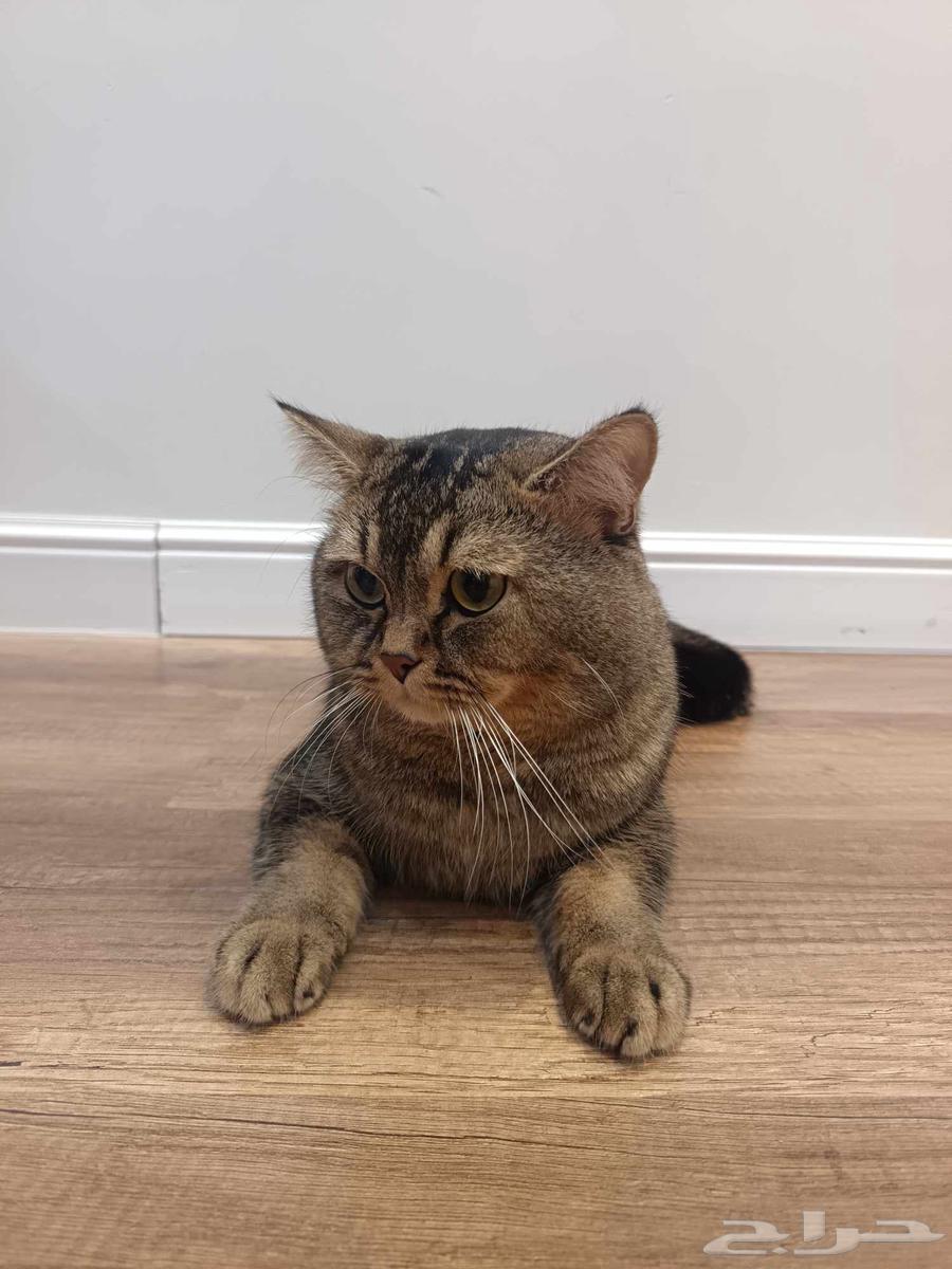 Scottish Fold Cat64507053912834110