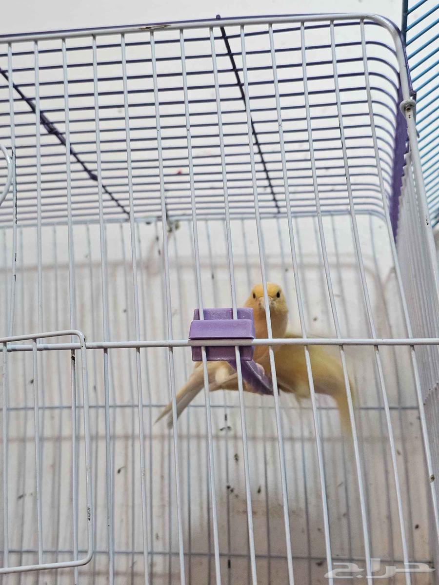 ببغاء وعصافير للبيع64506956334594112