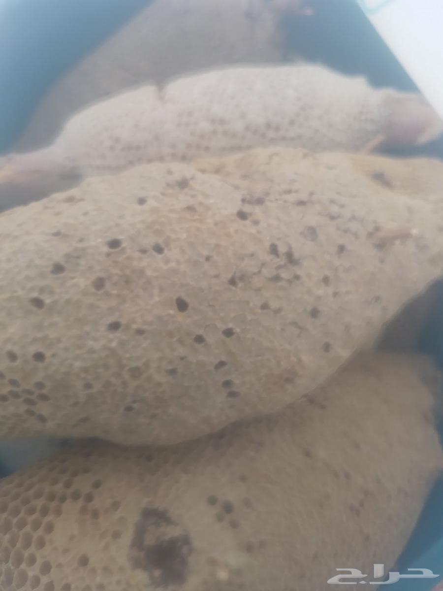 عسل بري جبلي ممتاز درجه اولى قطف اليوم64505203759491113