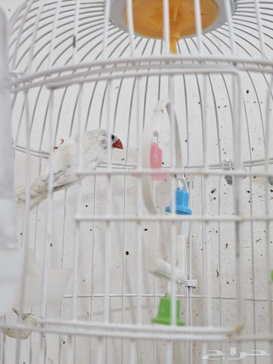 ببغاء وعصافير للبيع64506956334594111