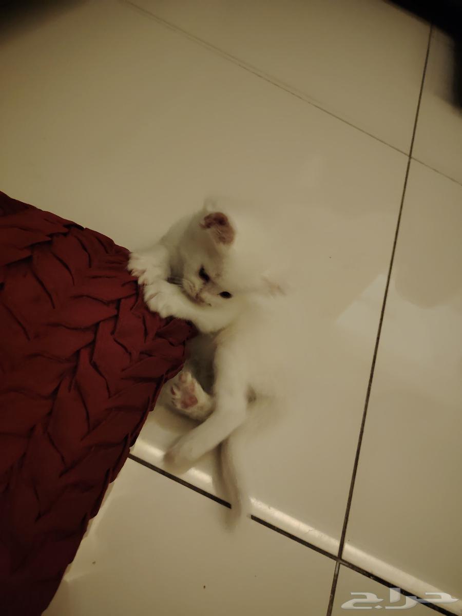 Himalayan kitten, 3 weeks old, weaned, eats kitten food, playful64508187382658114