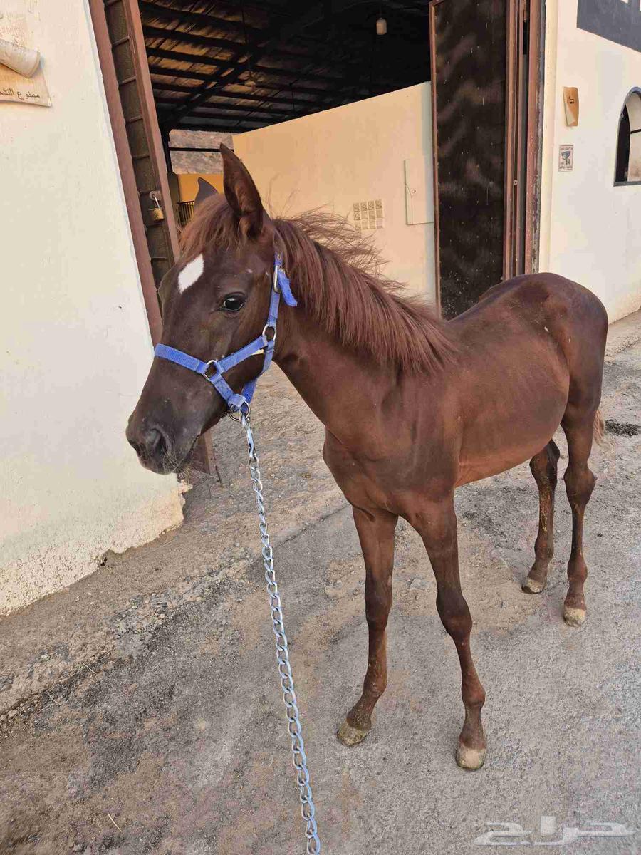 مهرة شعبية مشروكة64507768026625113