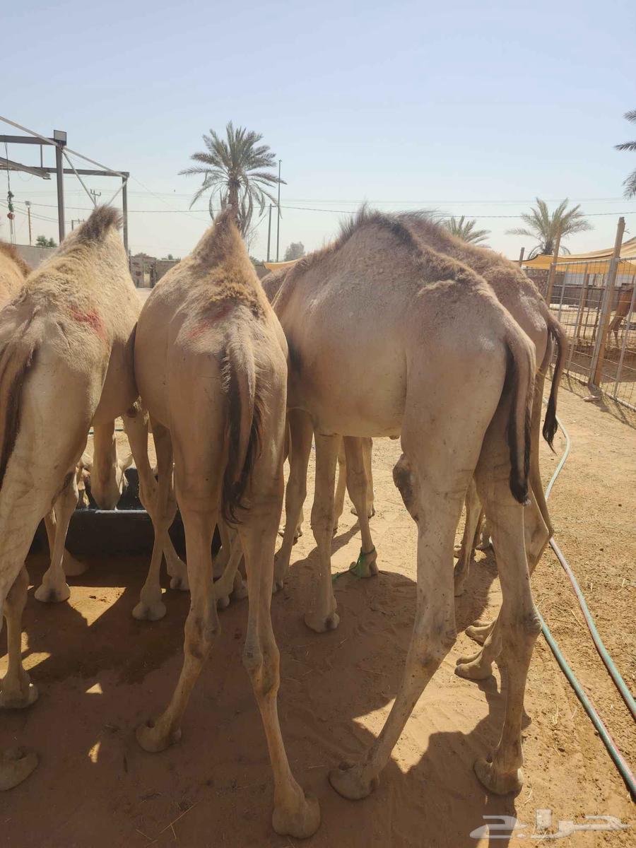 Excellent batch of one-month-raised clean Somali Qa'dan with guaranteed quality64505273524610110