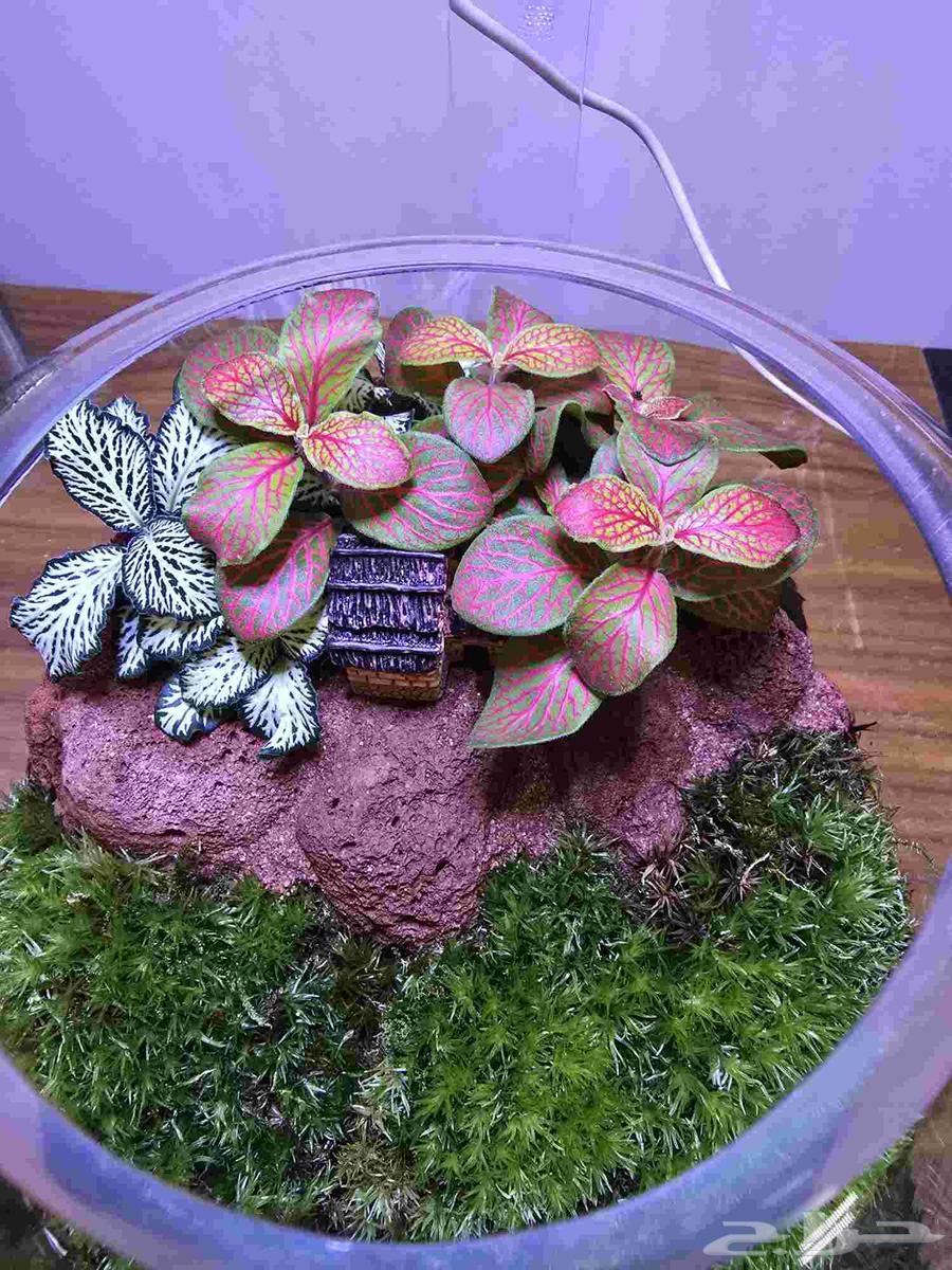 فازات التيرايوم حديقة مصغرة داخل منزلك64507921793793112