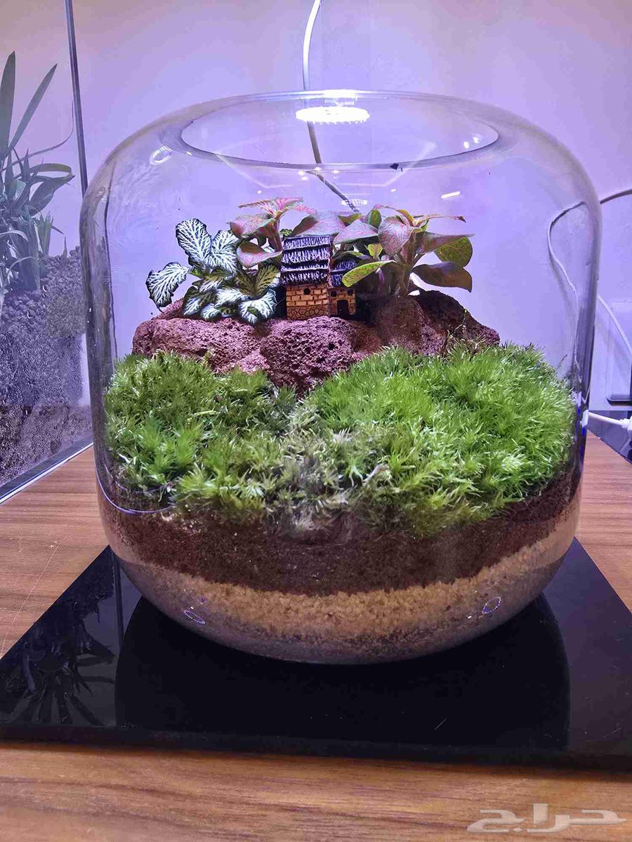 فازات التيرايوم حديقة مصغرة داخل منزلك64507921793793110