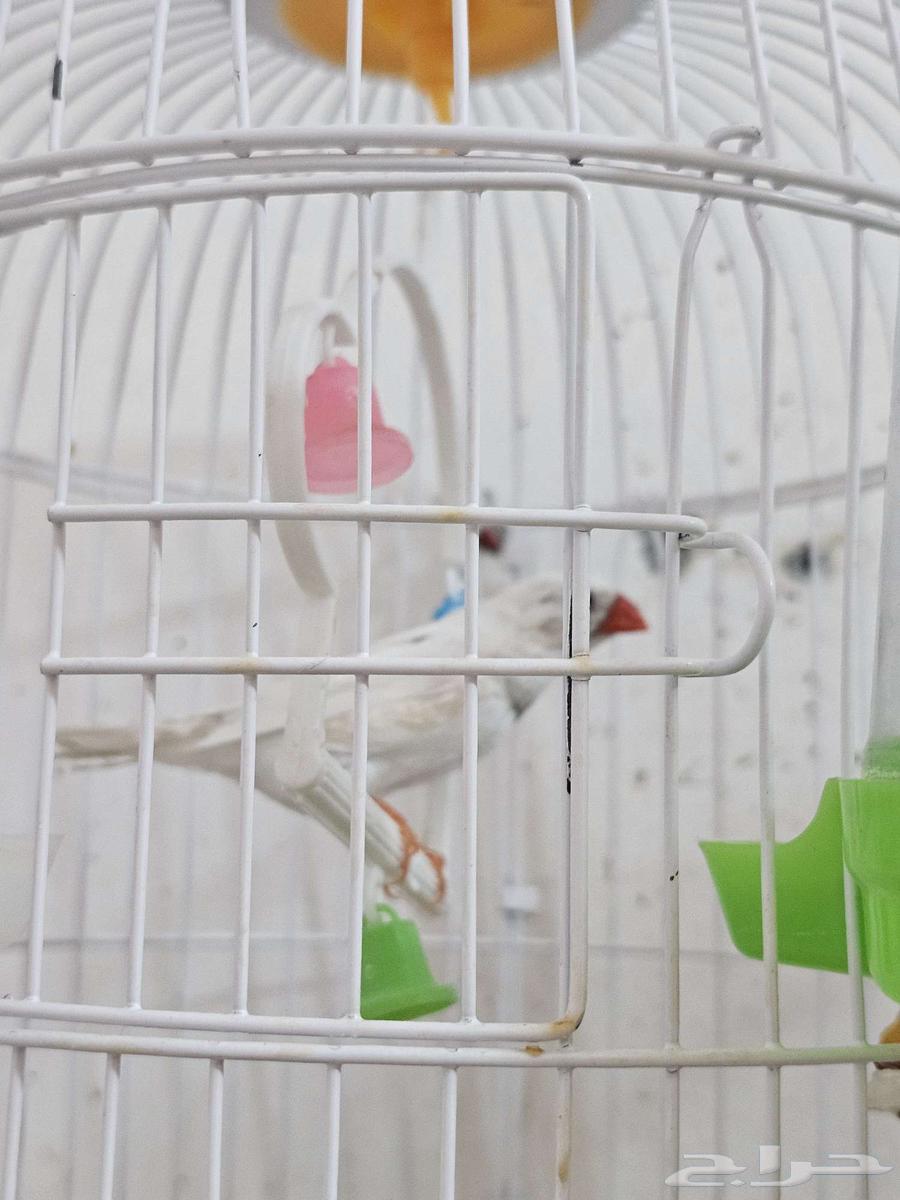 ببغاء وعصافير للبيع64506956334594110