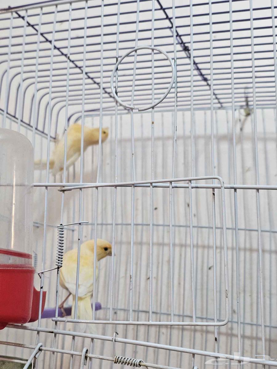 ببغاء وعصافير للبيع64506956334594113