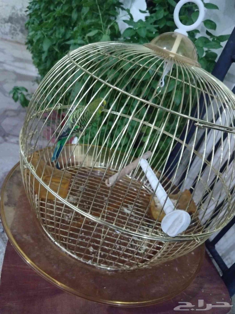 الليع هو القفص64503733213315112