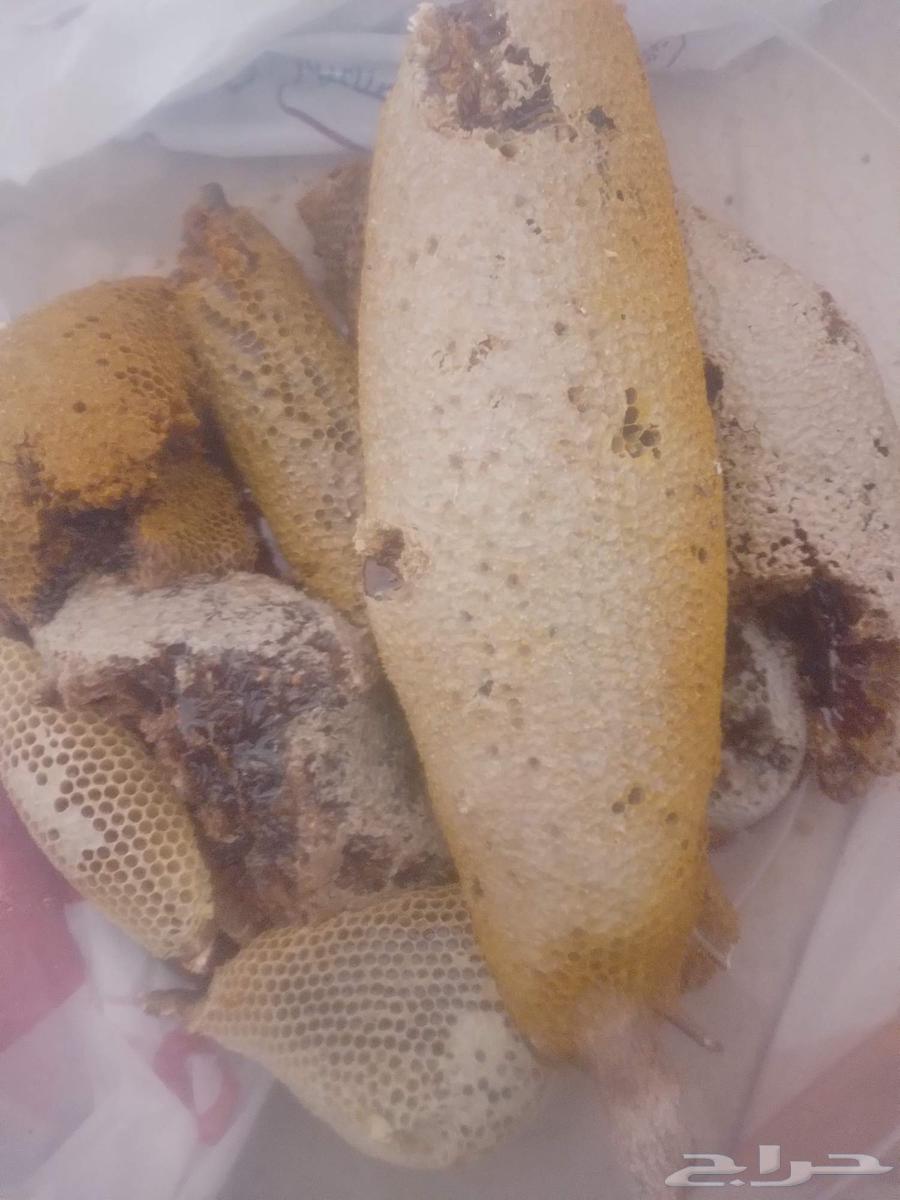 عسل بري جبلي ممتاز درجه اولى قطف اليوم64505203759491110