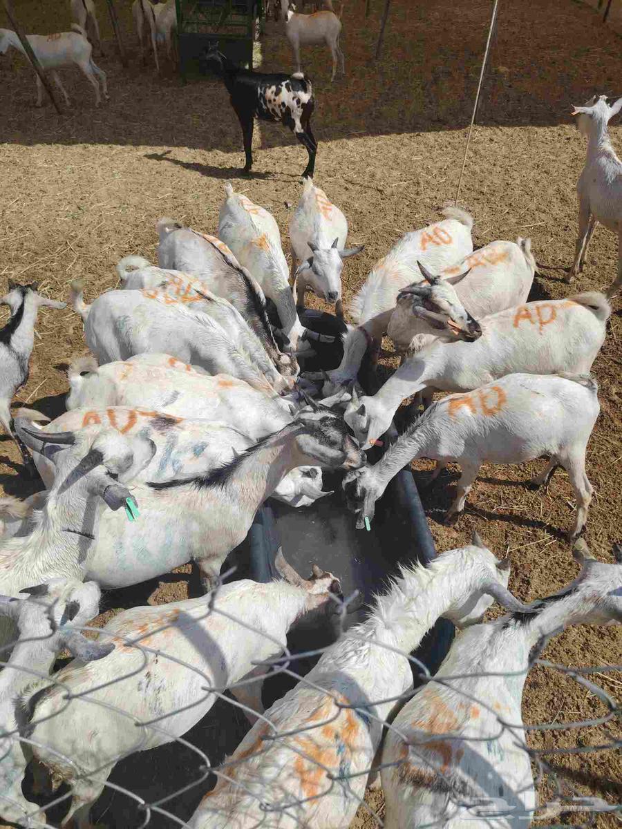 متوفر تيوس جذعان وسواكن ونعيمي للي يدور للتلاجة والجملة64508579516546110