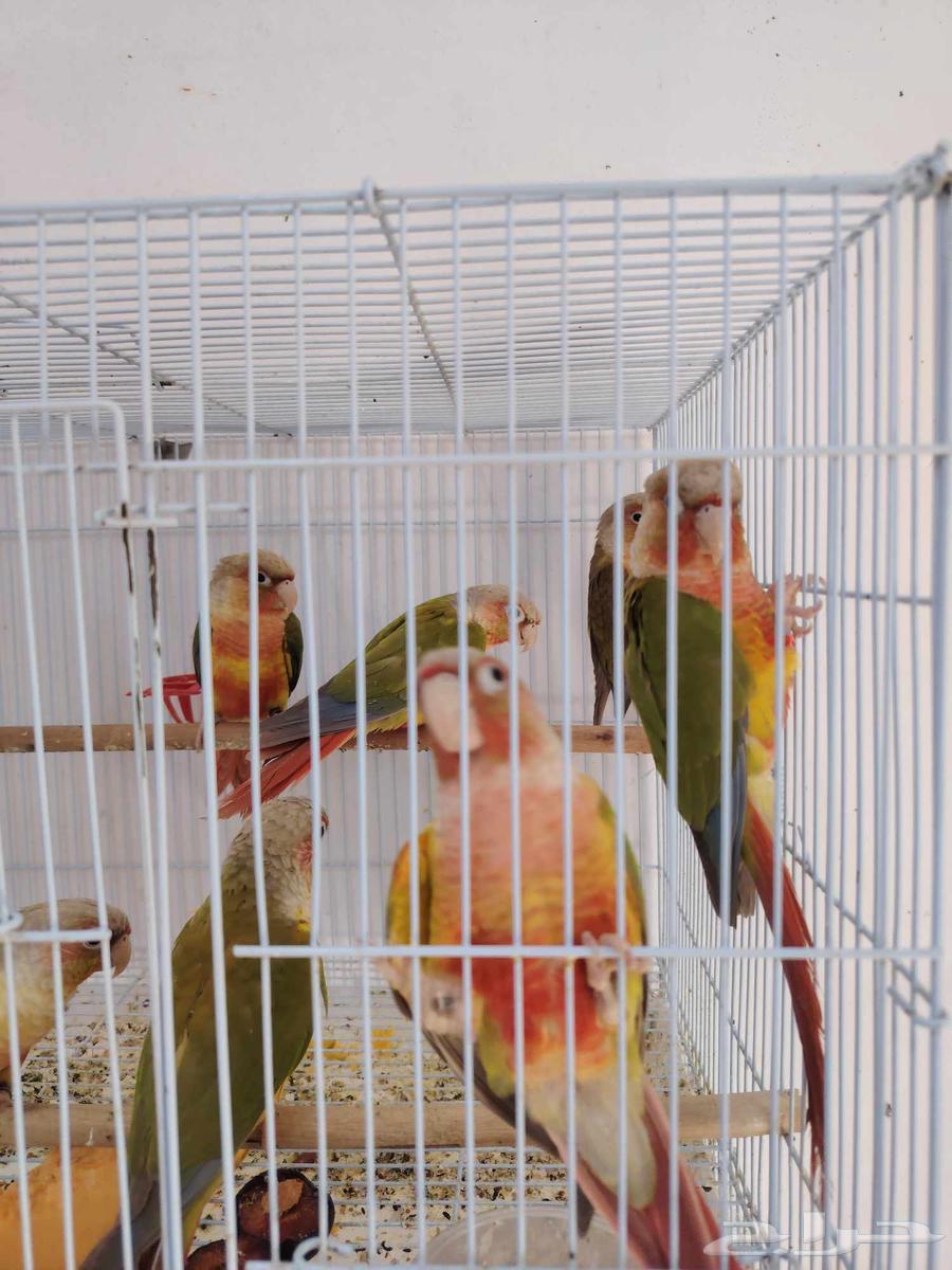 كونيورتم البيع64497221090818113