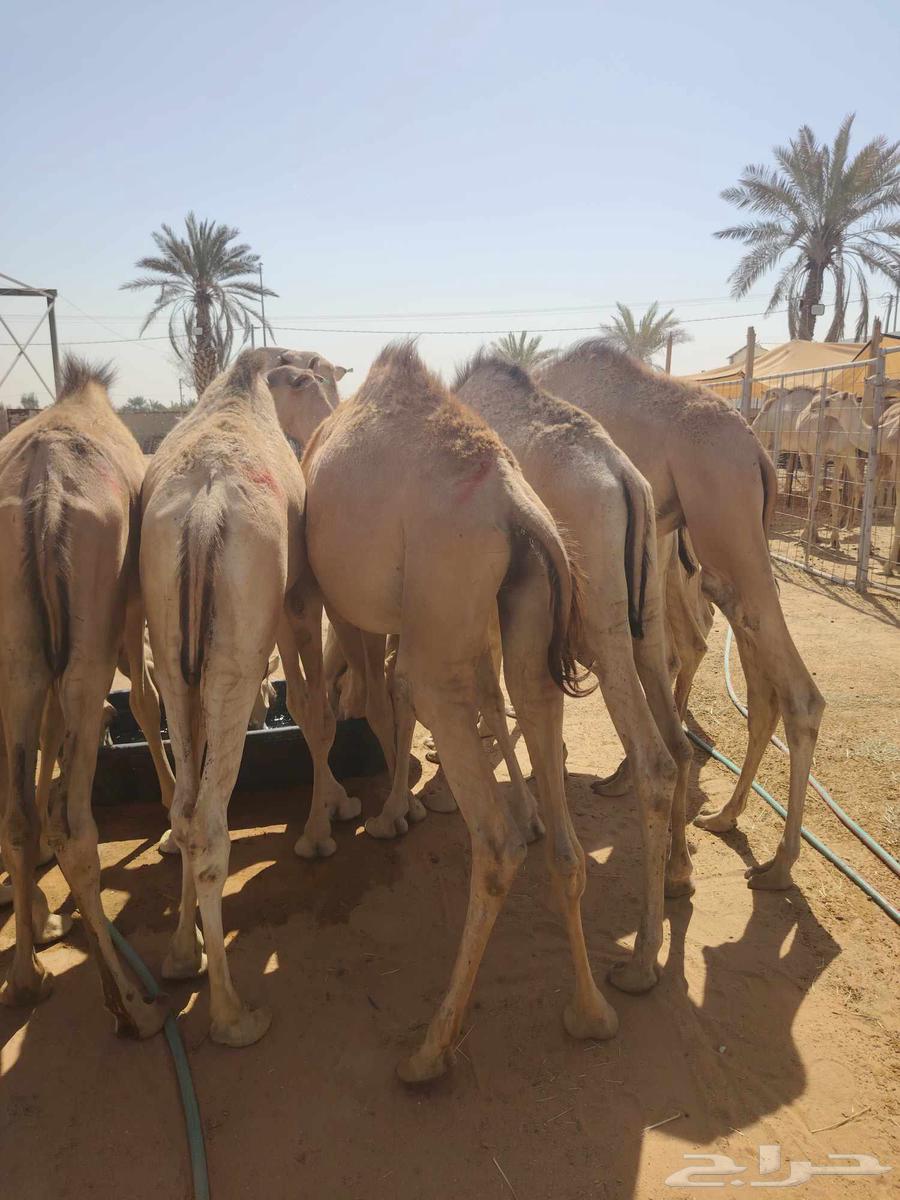 Excellent batch of one-month-raised clean Somali Qa'dan with guaranteed quality64505273524610111