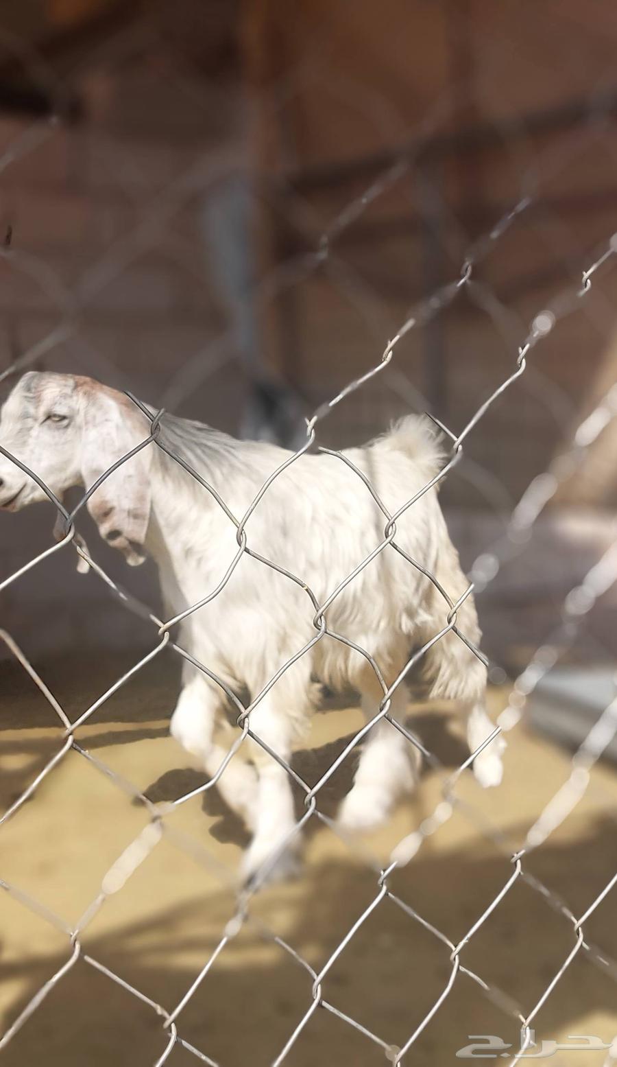 Goats for sale64506718180865112