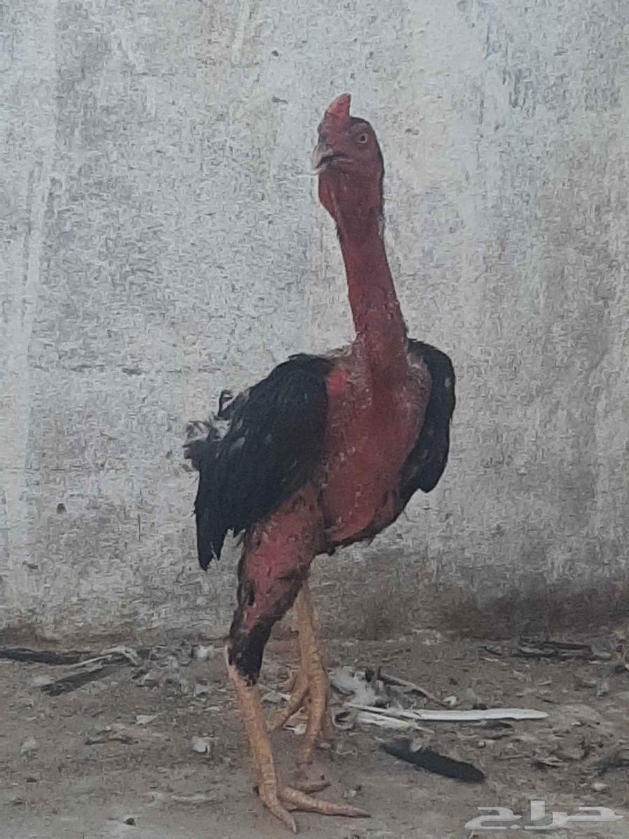 للبيع ديك ودجاجه باكستاني بياضه ماشاءالله64507991523971111