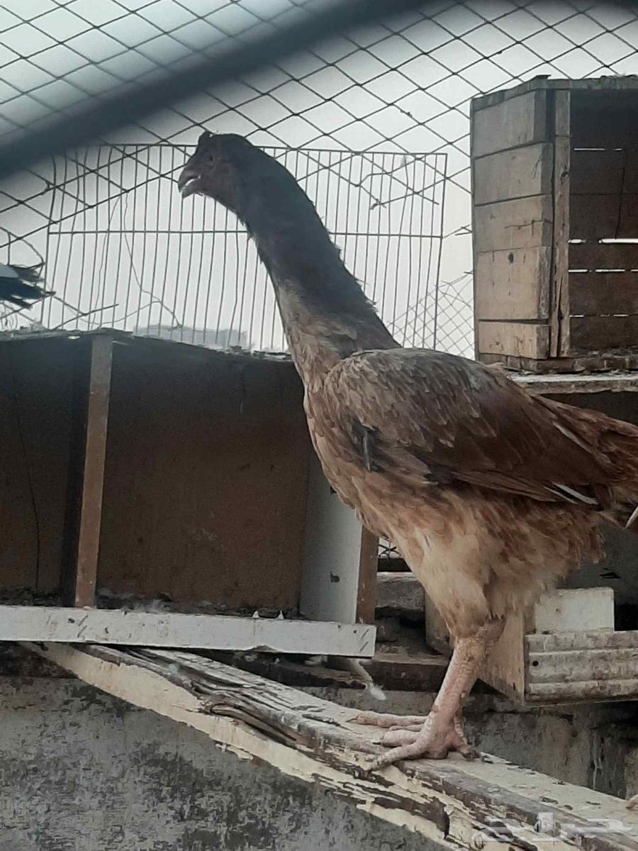 للبيع ديك ودجاجه باكستاني بياضه ماشاءالله64507991523971112