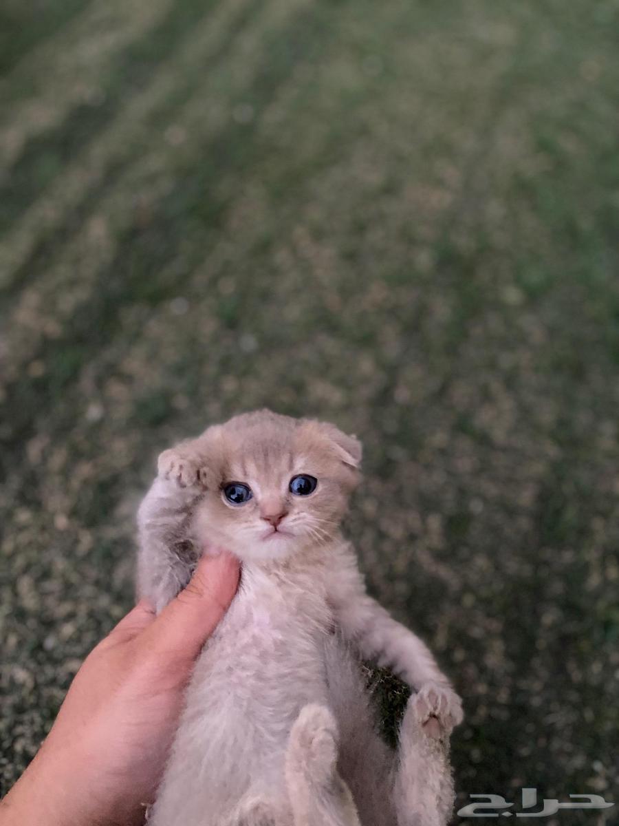 مجموعة سكوتش فولد مطعمين للبيع ولايوجد تبني64508089119490111