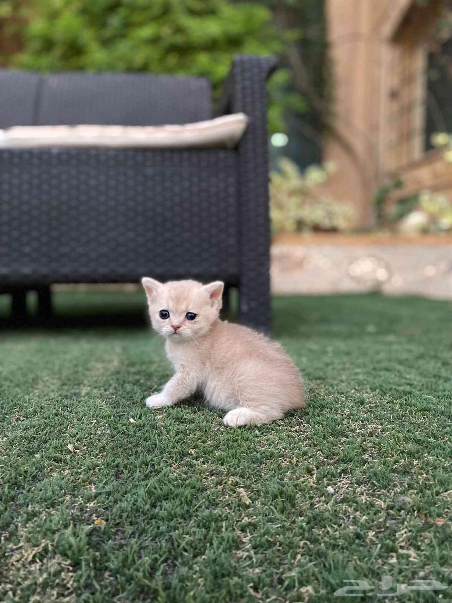 مجموعة سكوتش فولد مطعمين للبيع ولايوجد تبني64508089119490114