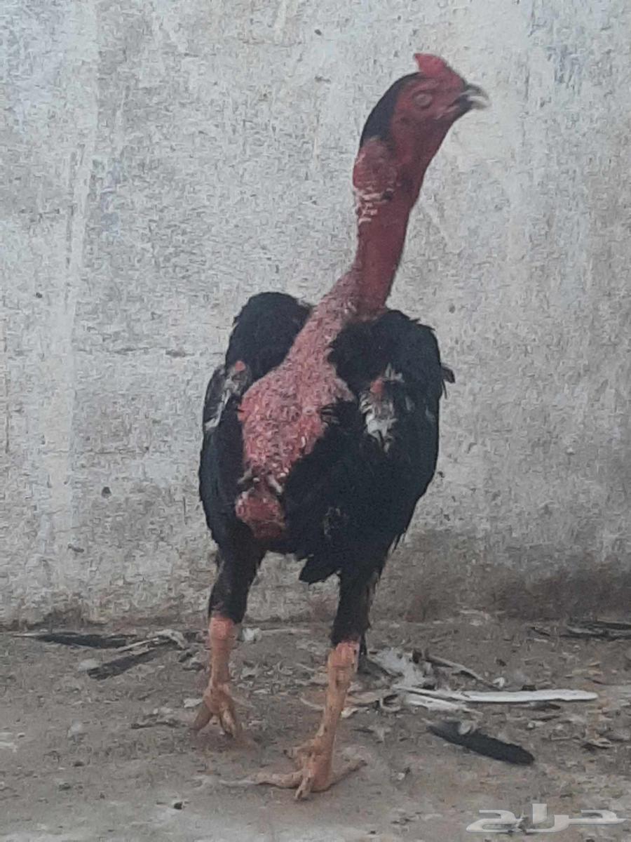للبيع ديك ودجاجه باكستاني بياضه ماشاءالله64507991523971110