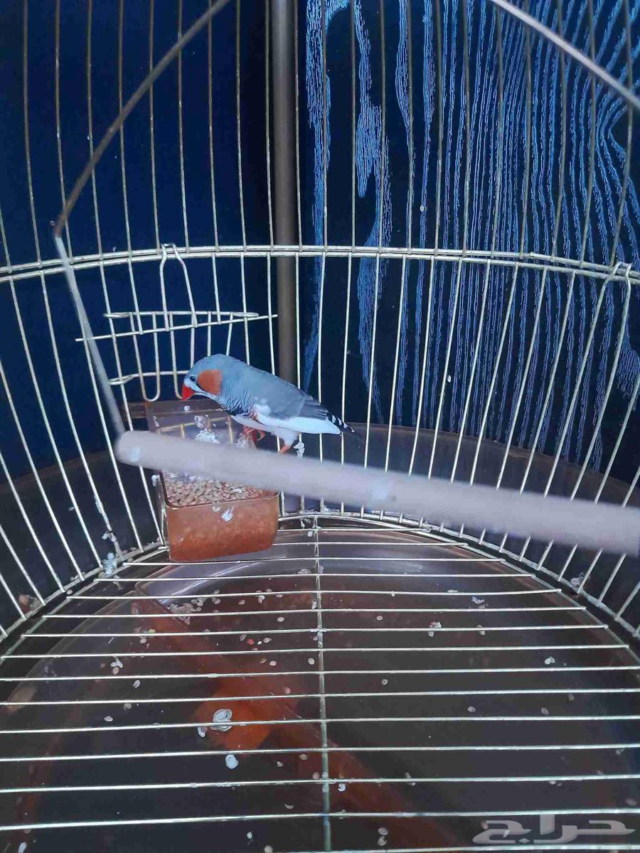 قفص عصفور بي 150 ريال64508103163650111