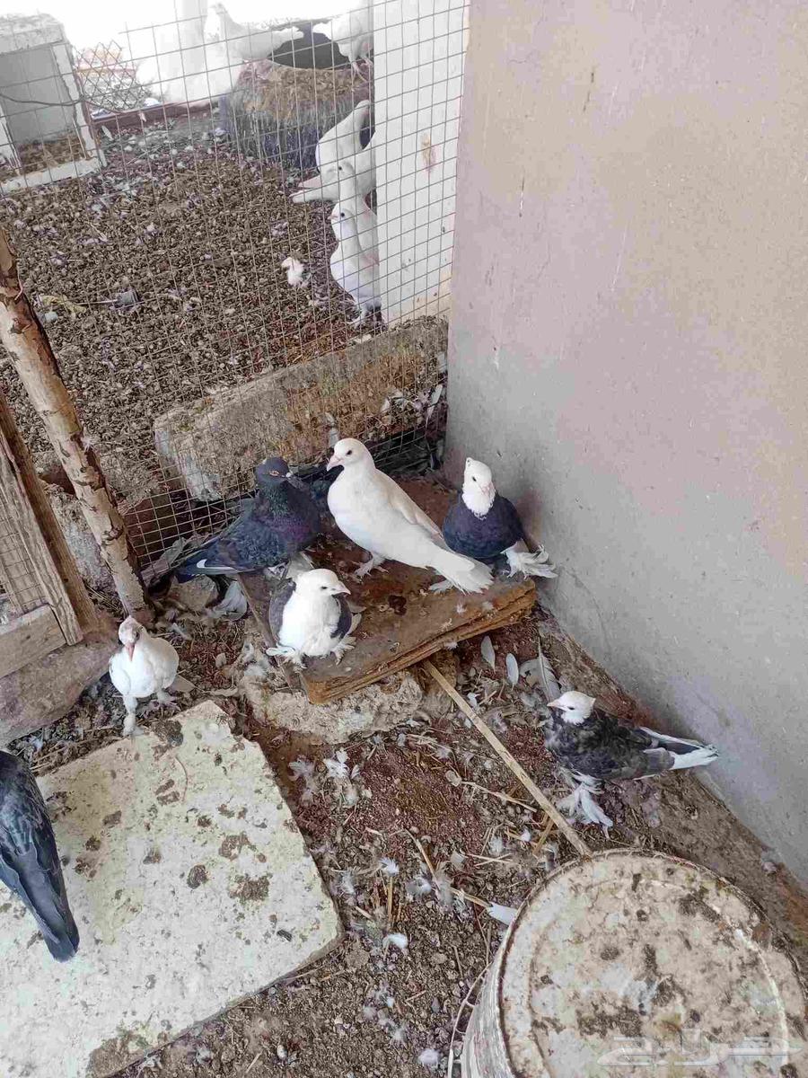 حمام للبيع64507207120129112