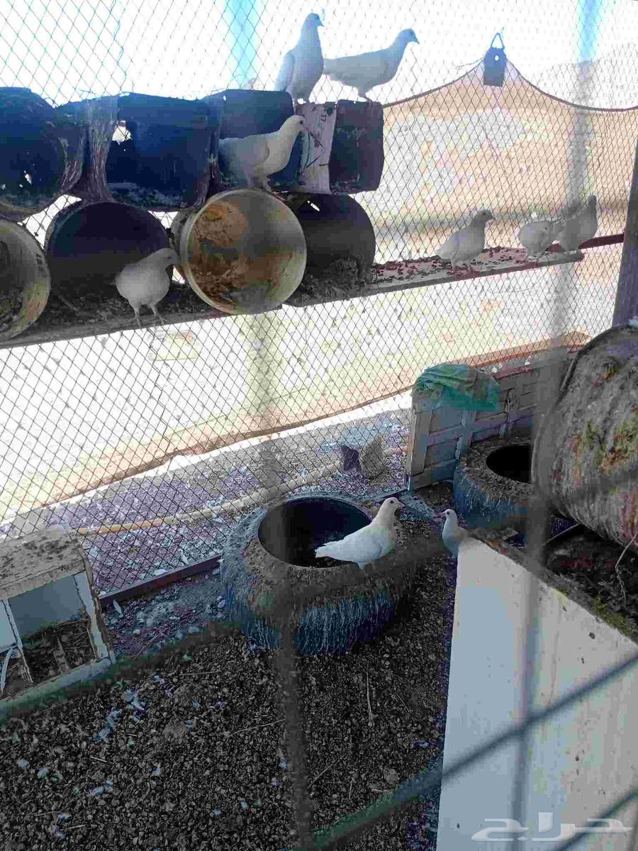 حمام للبيع64507207120129111