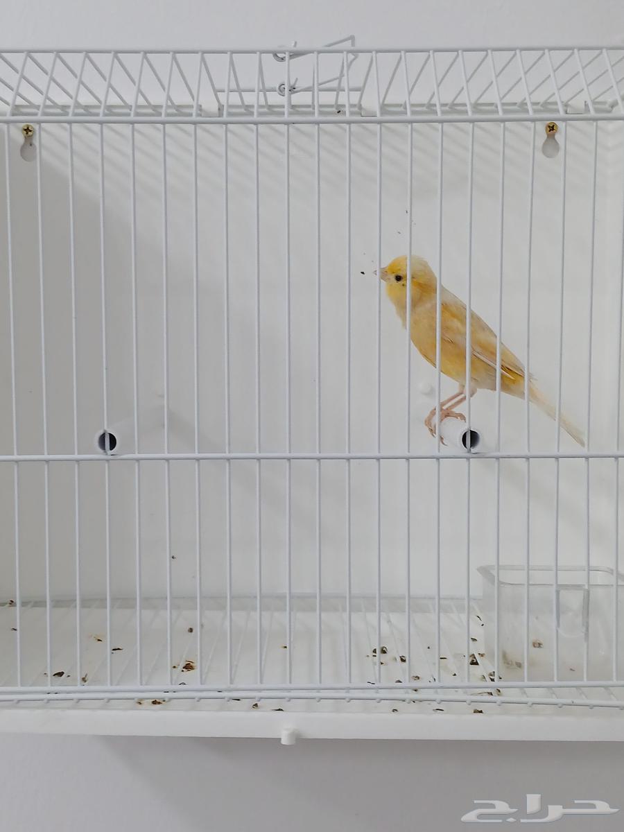 انثى كناري جاهزه ( تم البيع )64508874028802110
