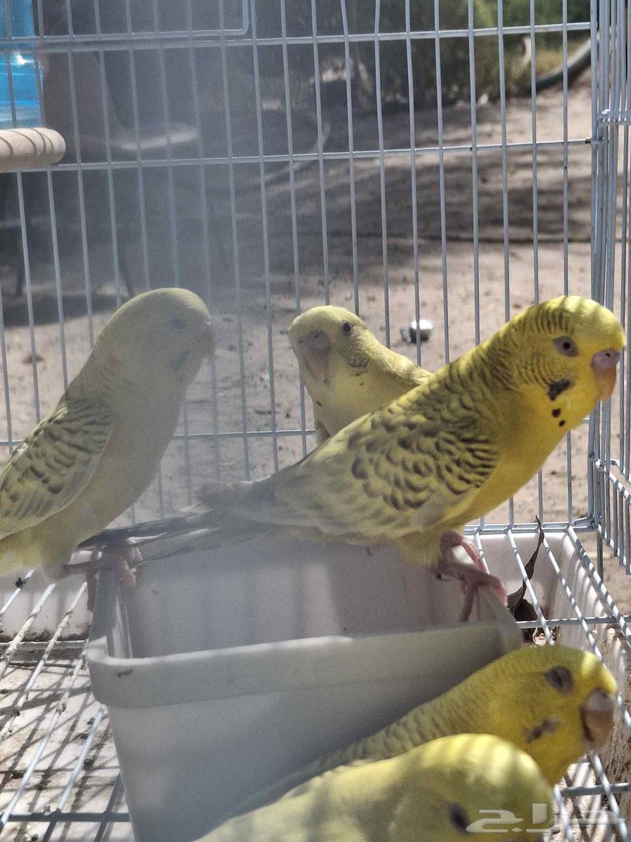 اجواز حب بال فالو طفرات عيون حمر64504214758915110