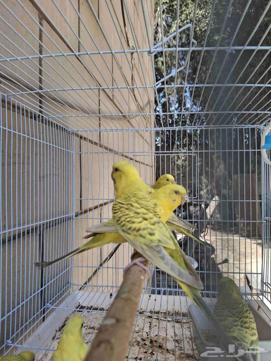 اجواز حب بال فالو طفرات عيون حمر64504214758915112