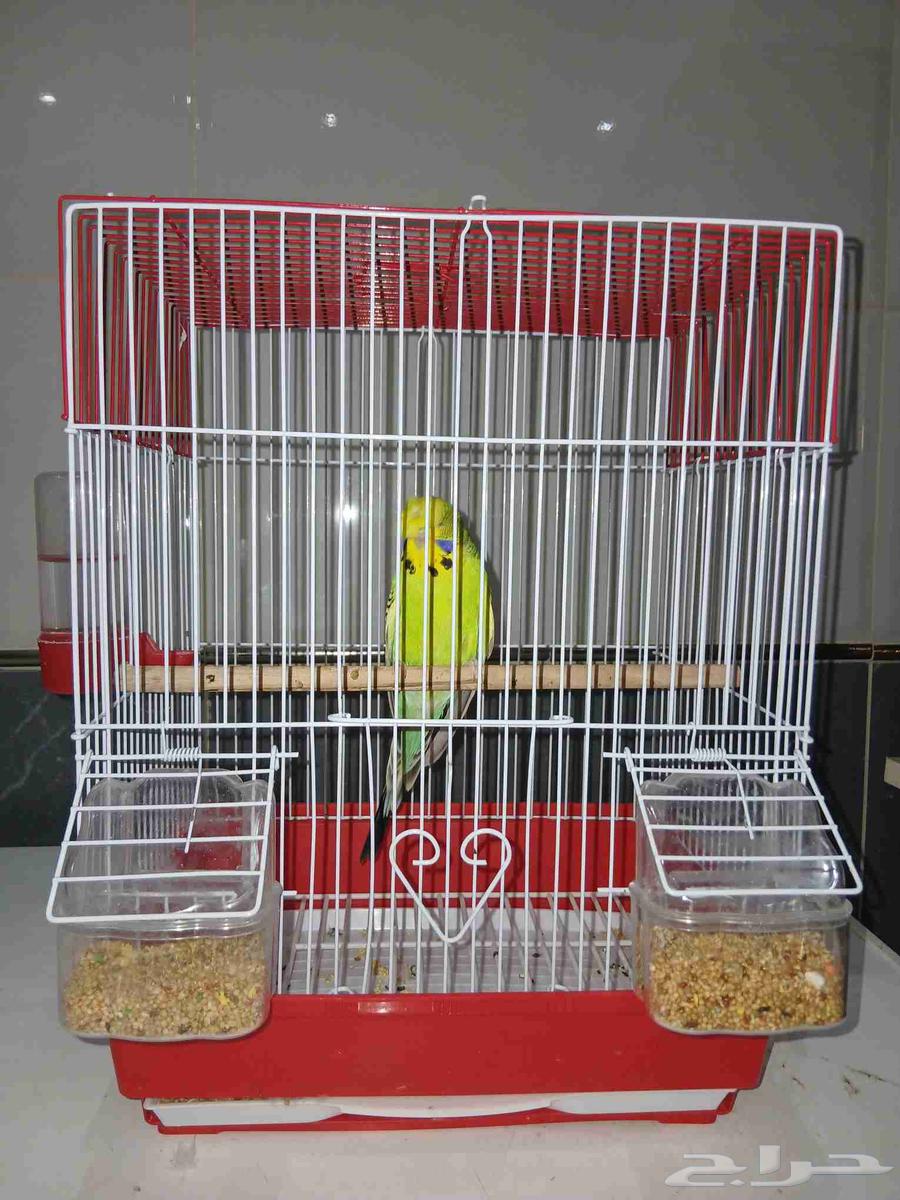 للبيع طير64505710549251110