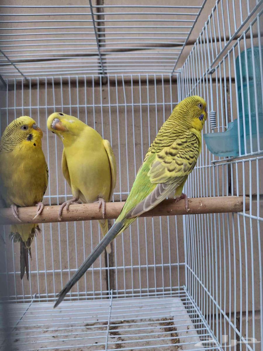 اجواز حب بال فالو طفرات عيون حمر64504214758915113