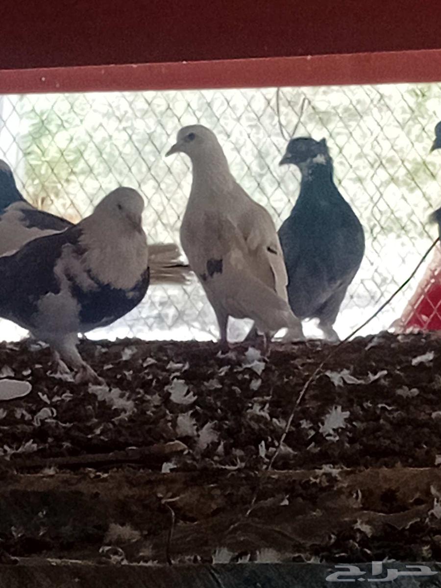 حمام للبيع64507207120129110