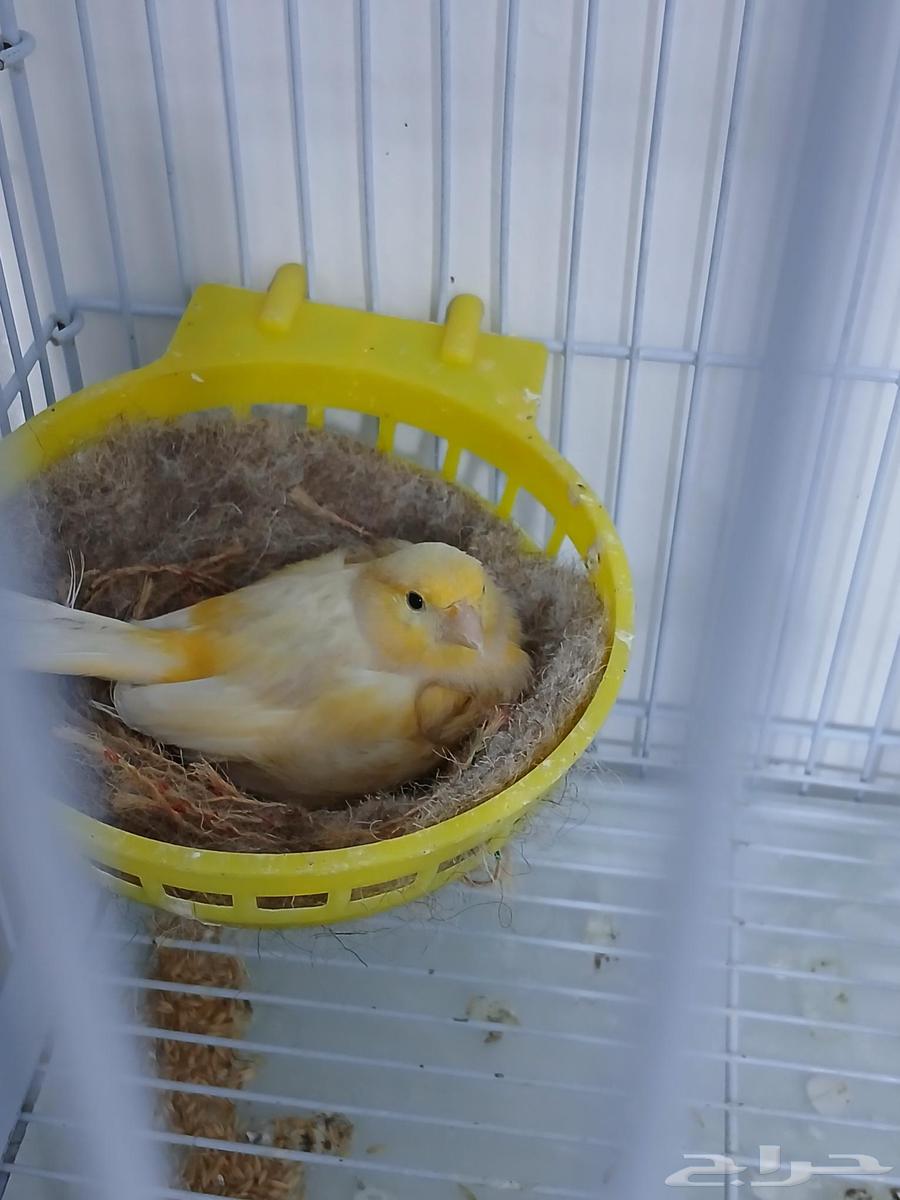 انثى كناري جاهزه ( تم البيع )64508874028802111