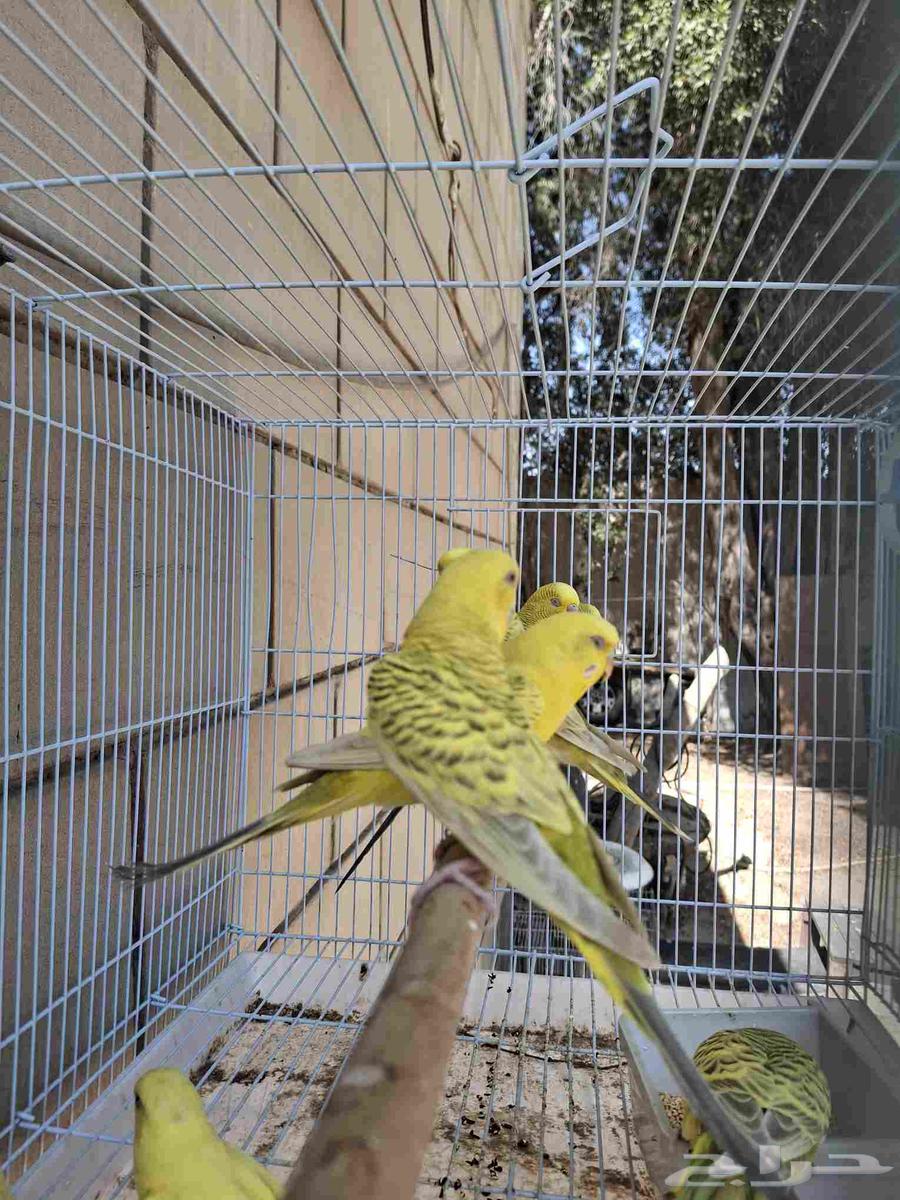 اجواز حب بال فالو طفرات عيون حمر64504214758915111