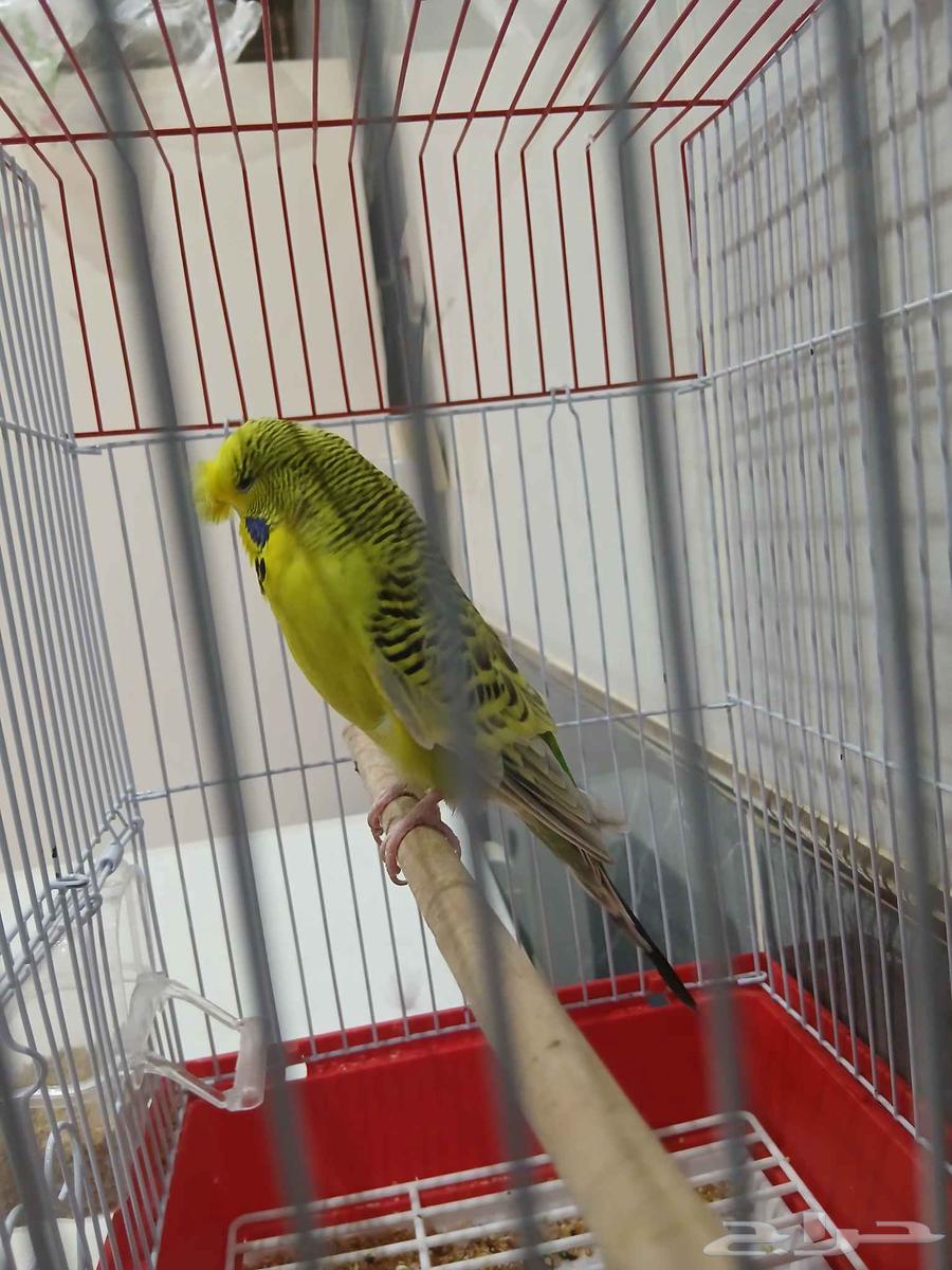 للبيع طير64505710549251111