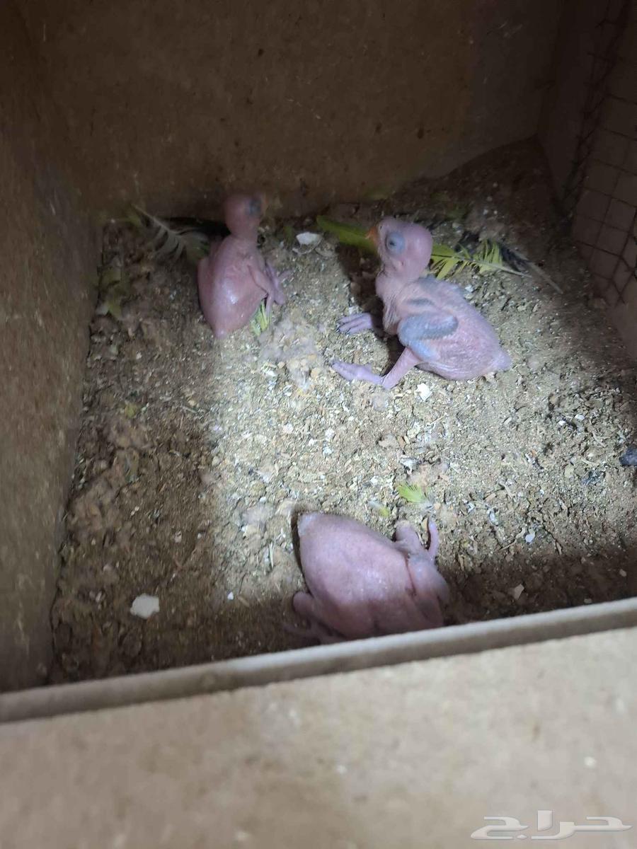 فروخ دره هندي الهوات. الغر64503294912387110