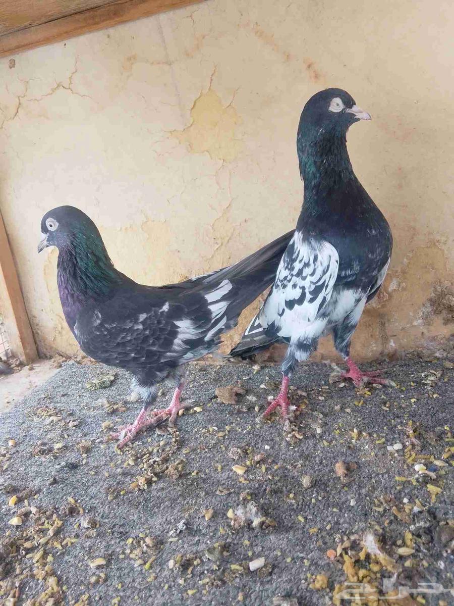 زوج رامبوري بيور64504269561731113