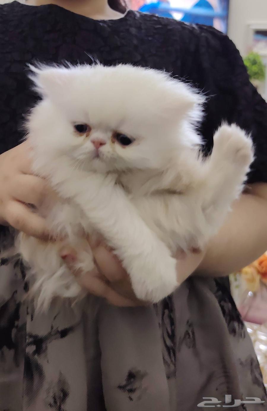 قط هيمالايا 3 شهور64508243375234111