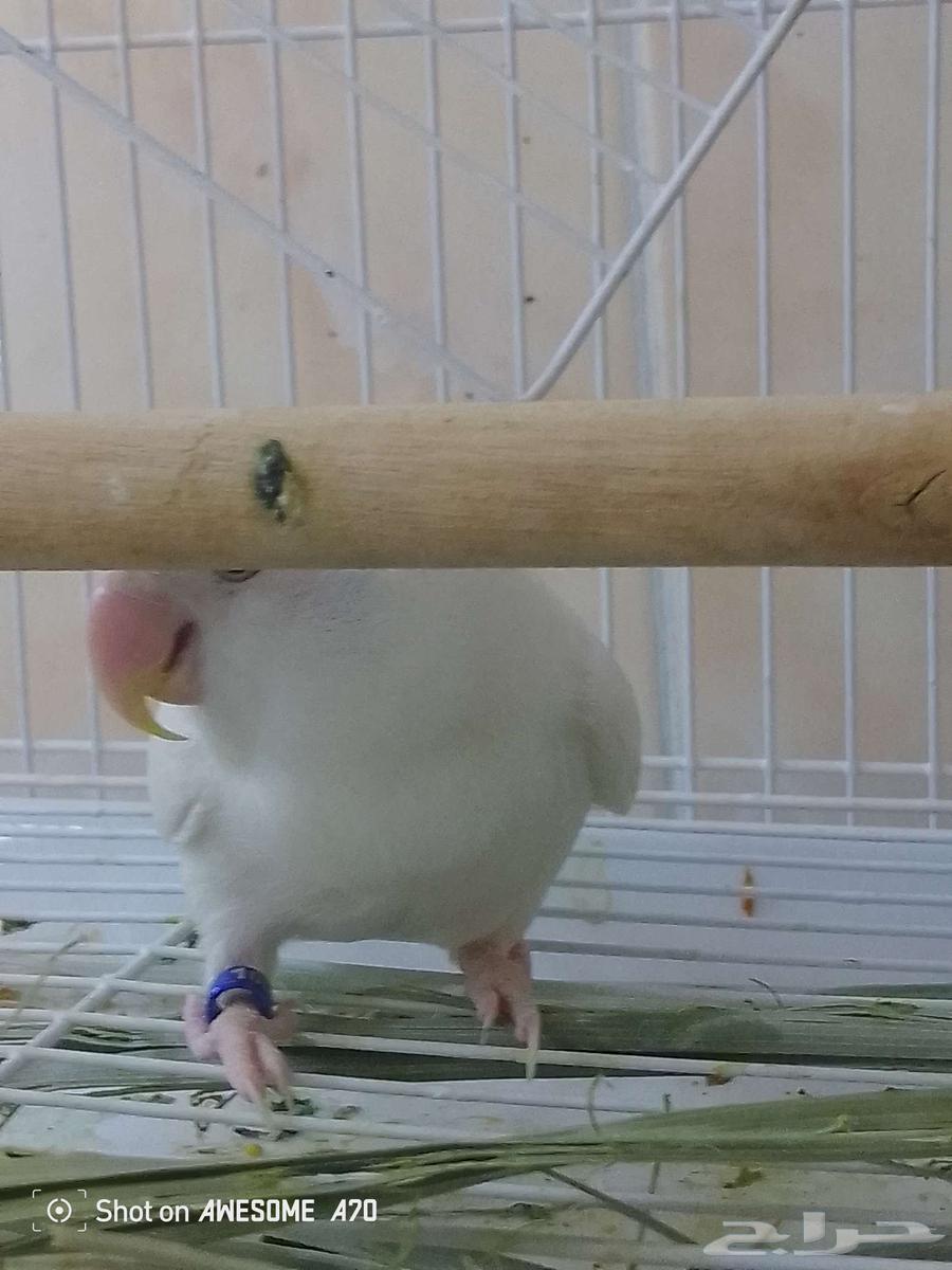 نثى روز البينو عيون حمر صافي64506774785410113